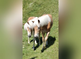 Haflinger, Gelding, 2 years, 14.3 hh, Chestnut-Red