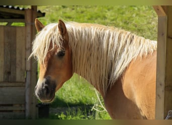 Haflinger, Gelding, 2 years, 14 hh, Sorrel