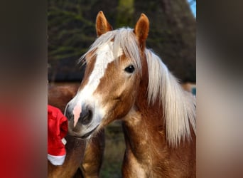 Haflinger, Gelding, 2 years, 14,2 hh, Dun