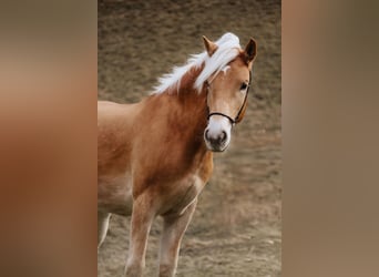 Haflinger, Gelding, 2 years, 14,3 hh