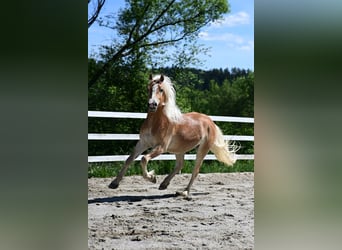 Haflinger, Gelding, 2 years, 15 hh, Chestnut-Red