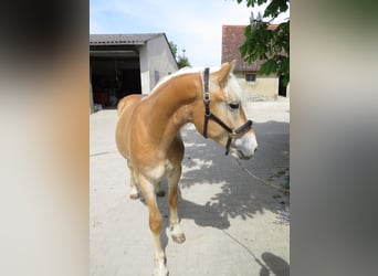 Haflinger, Gelding, 2 years, 15 hh, Chestnut-Red