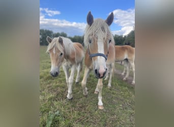 Haflinger, Gelding, 2 years, 15 hh