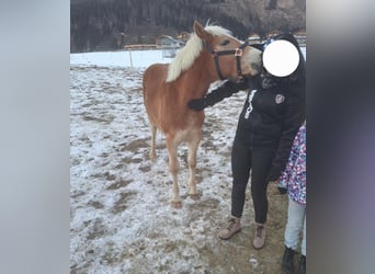 Haflinger, Gelding, 2 years