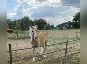 Haflinger, Gelding, 2 years