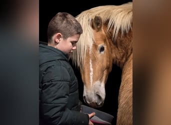 Haflinger, Gelding, 3 years, 13.3 hh, Palomino