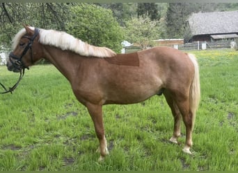Haflinger, Gelding, 3 years, 14.1 hh, Chestnut-Red