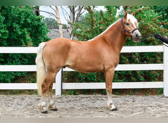 Haflinger, Gelding, 3 years, 14.1 hh, Chestnut-Red