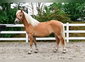 Haflinger, Gelding, 3 years, 14.1 hh, Chestnut-Red