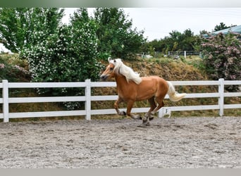 Haflinger, Gelding, 3 years, 14.1 hh, Chestnut-Red