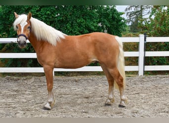 Haflinger, Gelding, 3 years, 14.1 hh, Chestnut-Red