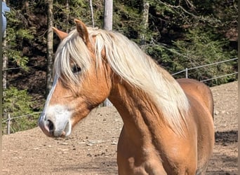 Haflinger, Gelding, 3 years, 14.1 hh, Chestnut-Red