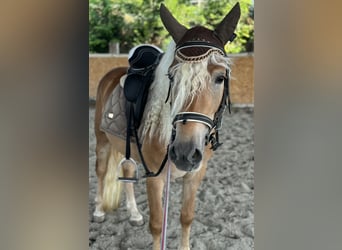 Haflinger, Gelding, 3 years, 14.1 hh, Chestnut-Red