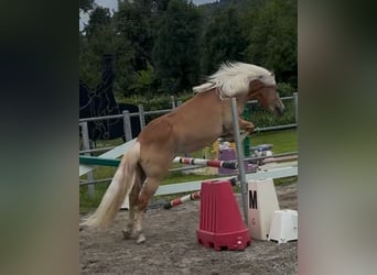 Haflinger, Gelding, 3 years, 14.1 hh, Chestnut-Red