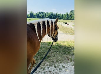 Haflinger, Gelding, 3 years, 14.1 hh, Chestnut-Red