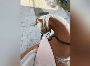 Haflinger, Gelding, 3 years, 14.1 hh, Chestnut-Red