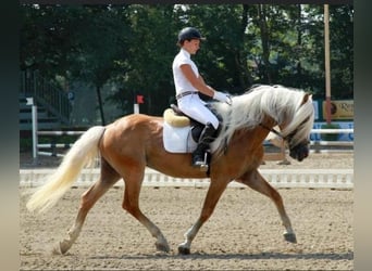Haflinger, Gelding, 3 years, 14.1 hh, Chestnut-Red