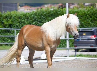 Haflinger, Gelding, 3 years, 14.1 hh, Chestnut-Red