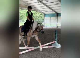 Haflinger, Gelding, 3 years, 14.1 hh, Chestnut-Red