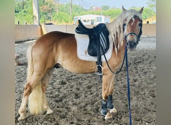 Haflinger, Gelding, 3 years, 14.1 hh, Chestnut-Red