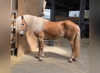 Haflinger, Gelding, 3 years, 14.1 hh