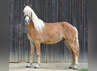 Haflinger, Gelding, 3 years, 14,1 hh