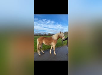 Haflinger, Gelding, 3 years, 14,1 hh, Dun