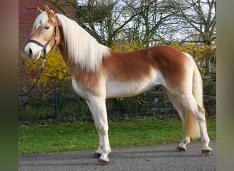 Haflinger, Gelding, 3 years, 14.1 hh