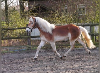 Haflinger, Gelding, 3 years, 14.1 hh