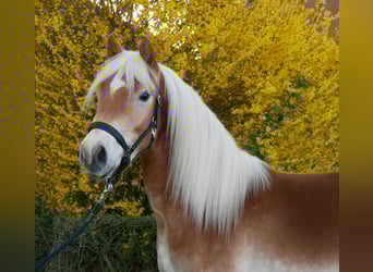 Haflinger, Gelding, 3 years, 14.1 hh