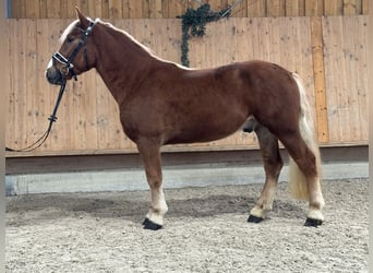 Haflinger Mix, Gelding, 3 years, 14,2 hh, Chestnut-Red