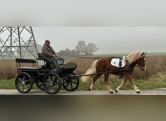 Haflinger Mix, Gelding, 3 years, 14,2 hh, Chestnut-Red