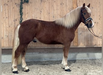 Haflinger Mix, Gelding, 3 years, 14,2 hh, Chestnut-Red