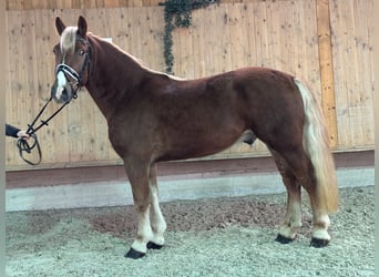 Haflinger Mix, Gelding, 3 years, 14,2 hh, Chestnut-Red