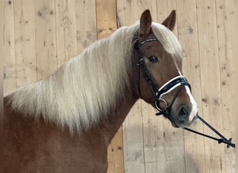 Haflinger Mix, Gelding, 3 years, 14,2 hh, Chestnut-Red