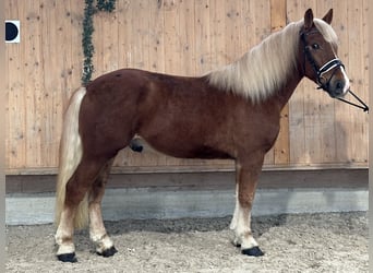 Haflinger Mix, Gelding, 3 years, 14,2 hh, Chestnut-Red