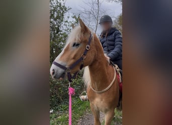 Haflinger, Gelding, 3 years, 14.2 hh, Chestnut-Red