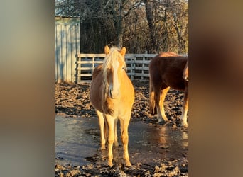 Haflinger, Gelding, 3 years, 14.2 hh, Chestnut-Red