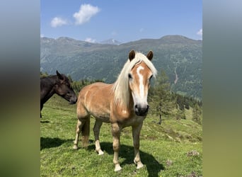 Haflinger, Gelding, 3 years, 14.2 hh, Chestnut-Red