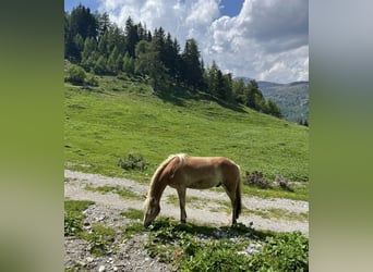 Haflinger, Gelding, 3 years, 14.2 hh, Chestnut-Red