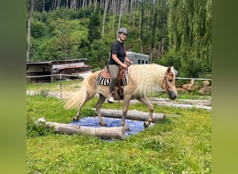 Haflinger, Gelding, 3 years, 14.2 hh, Chestnut-Red