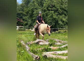 Haflinger, Gelding, 3 years, 14.2 hh, Chestnut-Red