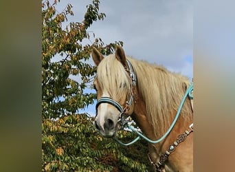 Haflinger, Gelding, 3 years, 14.2 hh, Chestnut-Red