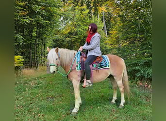 Haflinger, Gelding, 3 years, 14.2 hh, Chestnut-Red