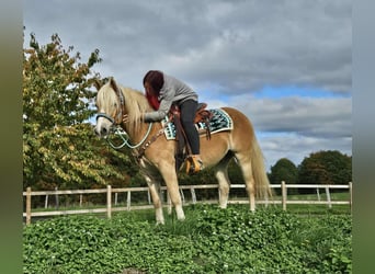 Haflinger, Gelding, 3 years, 14.2 hh, Chestnut-Red