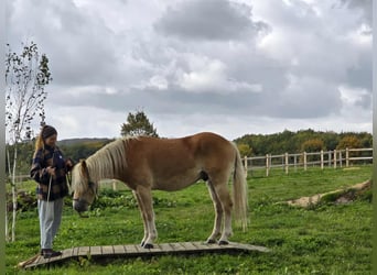 Haflinger, Gelding, 3 years, 14.2 hh, Chestnut-Red
