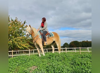 Haflinger, Gelding, 3 years, 14.2 hh, Chestnut-Red
