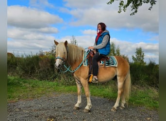 Haflinger, Gelding, 3 years, 14.2 hh, Chestnut-Red