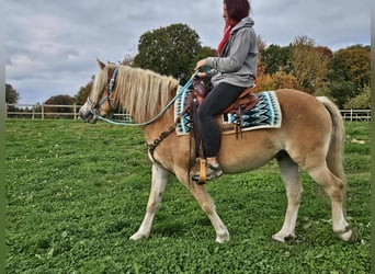 Haflinger, Gelding, 3 years, 14.2 hh, Chestnut-Red