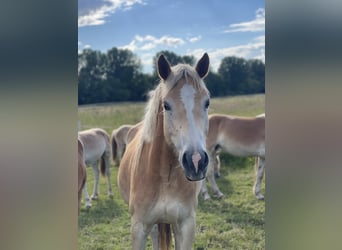 Haflinger, Gelding, 3 years, 14,2 hh